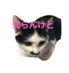 コマ達のスタンプ（個別スタンプ：8）