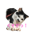 コマ達のスタンプ（個別スタンプ：12）