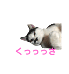 コマ達のスタンプ（個別スタンプ：15）