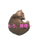コマ達のスタンプ（個別スタンプ：17）