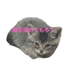コマ達のスタンプ（個別スタンプ：20）