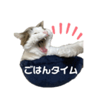 上田しのん（個別スタンプ：3）