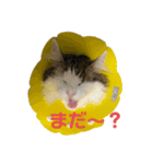 上田しのん（個別スタンプ：4）