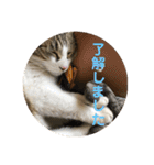 可愛いふくちゃん。（個別スタンプ：7）