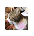 可愛いふくちゃん。（個別スタンプ：17）