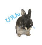 テトラのスタンプ(うさぎ)（個別スタンプ：2）