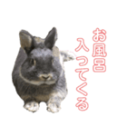 テトラのスタンプ(うさぎ)（個別スタンプ：3）