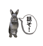 テトラのスタンプ(うさぎ)（個別スタンプ：4）