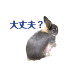 テトラのスタンプ(うさぎ)（個別スタンプ：9）
