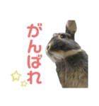 テトラのスタンプ(うさぎ)（個別スタンプ：12）