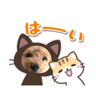 愛しのジョー君パートツー（個別スタンプ：7）