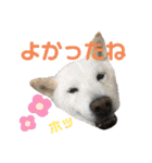 シンバスタンプ vol 2（個別スタンプ：11）