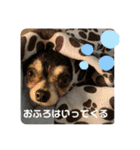 シンバスタンプ vol 2（個別スタンプ：19）