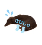 まかろんくんの1日。（個別スタンプ：15）