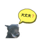 01kazoku stamp（個別スタンプ：3）