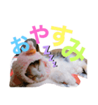 オッドアイのレムちゃん【スタンプ】（個別スタンプ：5）