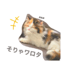オッドアイのレムちゃん【スタンプ】（個別スタンプ：7）