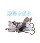 オッドアイのレムちゃん【スタンプ】（個別スタンプ：10）