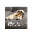 オッドアイのレムちゃん【スタンプ】（個別スタンプ：12）