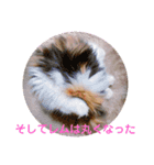 オッドアイのレムちゃん【スタンプ】（個別スタンプ：15）