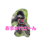 まいにちニーノ（個別スタンプ：5）