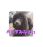 まいにちニーノ（個別スタンプ：6）