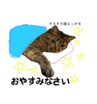猫 あいさつ（個別スタンプ：1）
