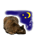 猫 あいさつ（個別スタンプ：2）