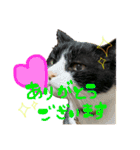 猫 あいさつ（個別スタンプ：3）
