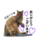 猫 あいさつ（個別スタンプ：4）