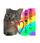 猫 あいさつ（個別スタンプ：6）