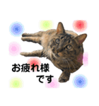 猫 あいさつ（個別スタンプ：7）