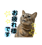猫 あいさつ（個別スタンプ：8）