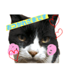 猫 あいさつ（個別スタンプ：9）