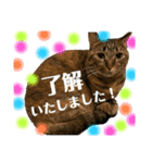 猫 あいさつ（個別スタンプ：10）