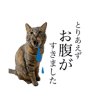 猫 あいさつ（個別スタンプ：11）