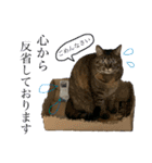 猫 あいさつ（個別スタンプ：13）