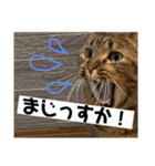 猫 あいさつ（個別スタンプ：14）
