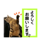 猫 あいさつ（個別スタンプ：16）