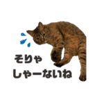 猫 あいさつ（個別スタンプ：17）