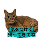 猫 あいさつ（個別スタンプ：18）