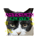 猫 あいさつ（個別スタンプ：19）