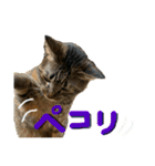 猫 あいさつ（個別スタンプ：21）