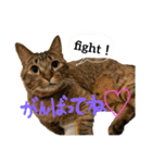 猫 あいさつ（個別スタンプ：22）