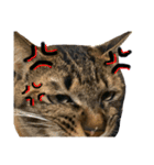 猫 あいさつ（個別スタンプ：23）