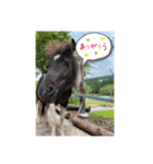 お馬さんと笑う。（個別スタンプ：1）