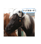 お馬さんと笑う。（個別スタンプ：3）