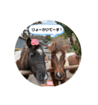 お馬さんと笑う。（個別スタンプ：7）