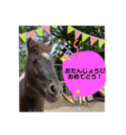 お馬さんと笑う。（個別スタンプ：11）