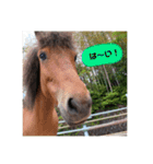 お馬さんと笑う。（個別スタンプ：12）